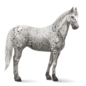 ridehest appaloosa sort leopard