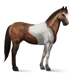 ridehest paint horse brun tobiano