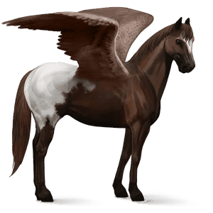 ridepegasus andalusier mørkebrun