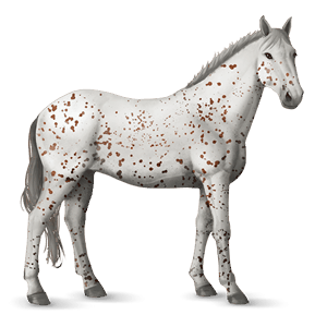 ridehest appaloosa rød leopard