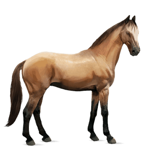 ridehest tinker palomino tobiano