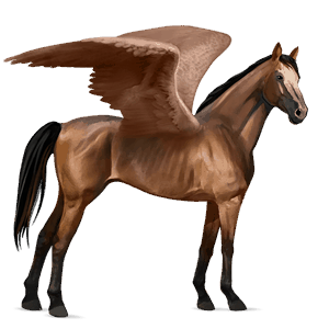 ridepegasus misaki mørkebrun