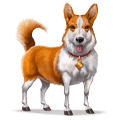 vild hest: welsh corgi